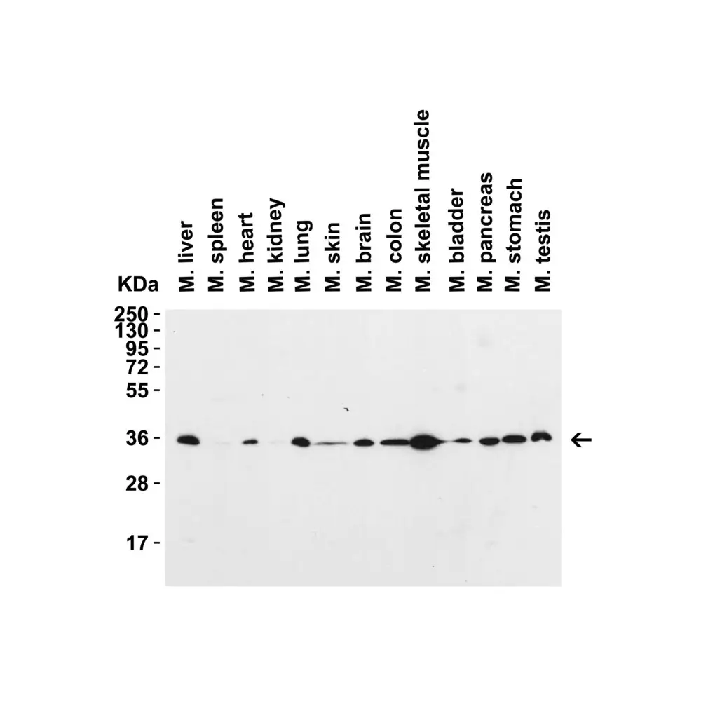 ProSci 9017_S SIGLEC15 Antibody, ProSci, 0.02 mg/Unit Tertiary Image