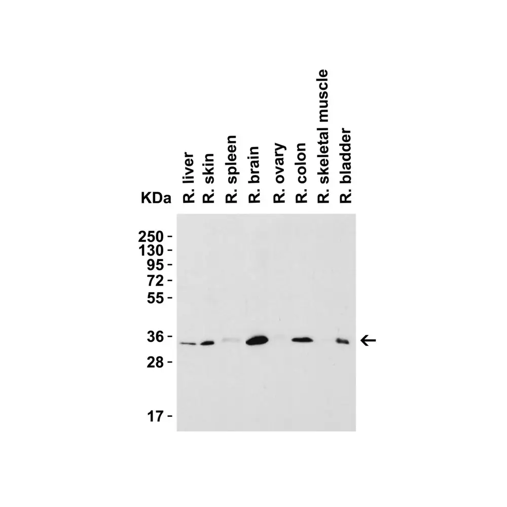 ProSci 9017 SIGLEC15 Antibody, ProSci, 0.1 mg/Unit Quaternary Image
