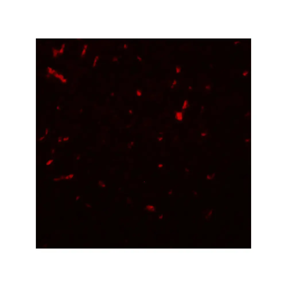 ProSci 5765_S SIRT1 Antibody, ProSci, 0.02 mg/Unit Secondary Image