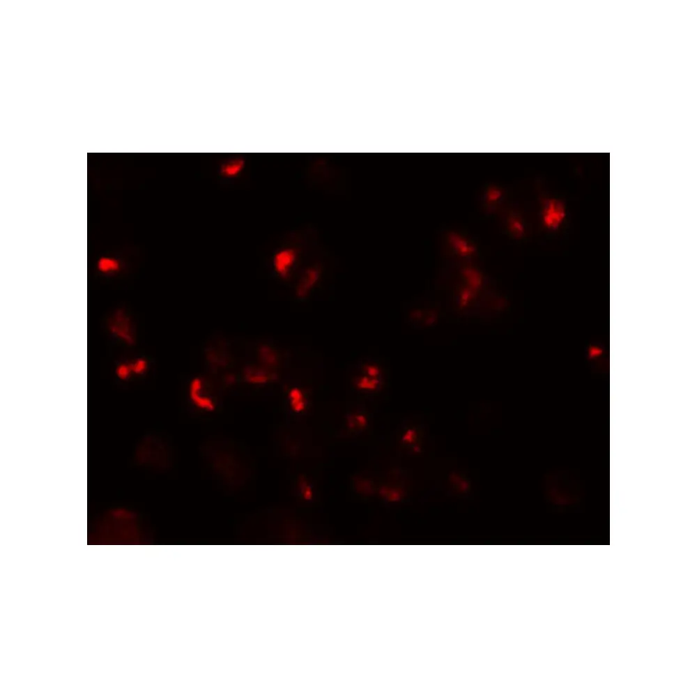 ProSci 6251 SLAMF3 Antibody, ProSci, 0.1 mg/Unit Tertiary Image