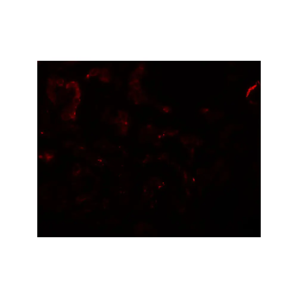 ProSci 6181 SLAMF9 Antibody, ProSci, 0.1 mg/Unit Tertiary Image