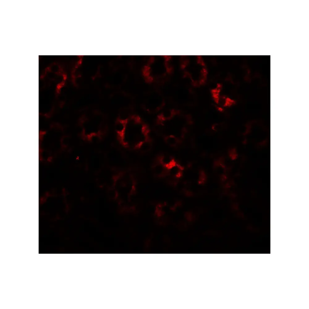 ProSci 8083 SLC1A7 Antibody, ProSci, 0.1 mg/Unit Tertiary Image