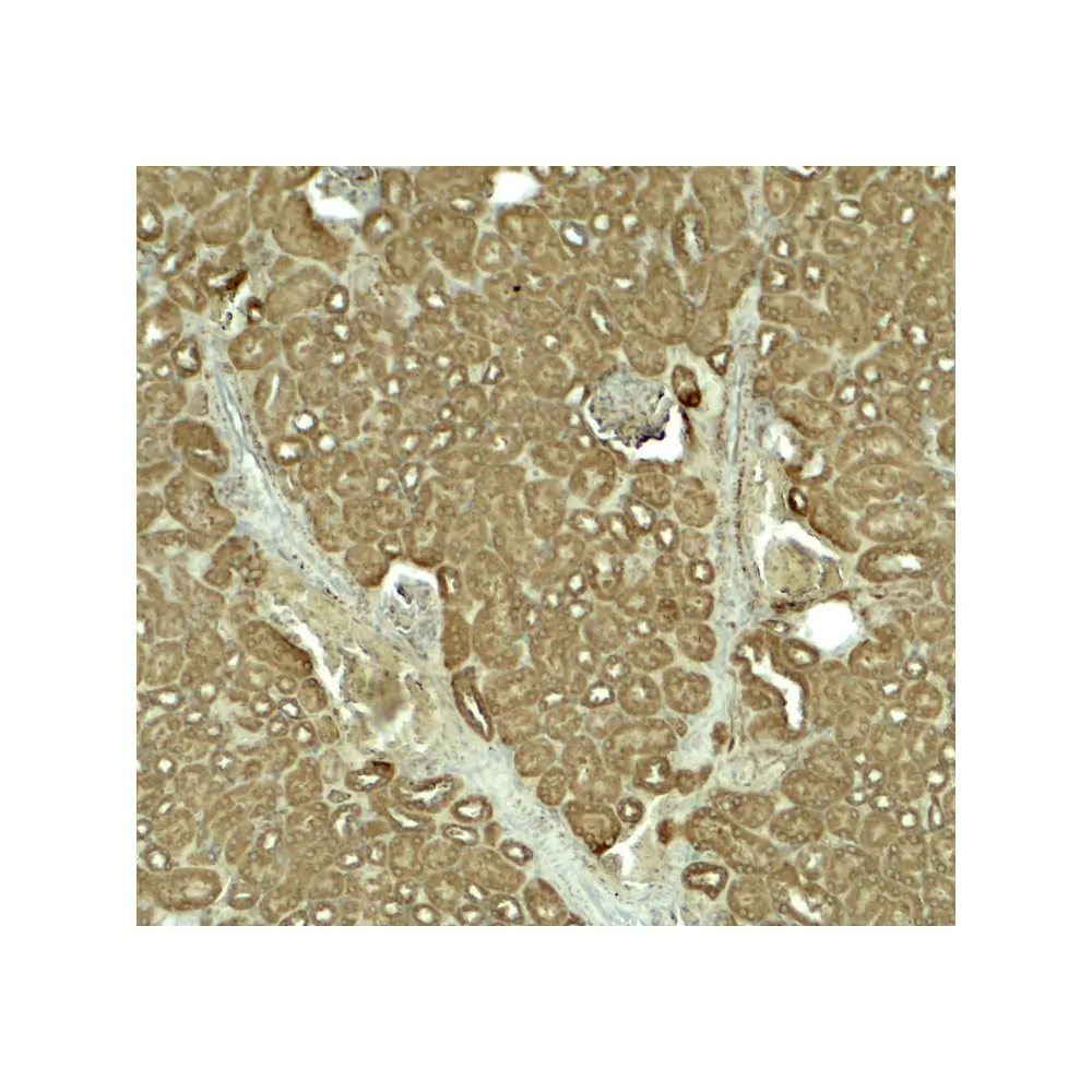 ProSci 8083 SLC1A7 Antibody, ProSci, 0.1 mg/Unit Secondary Image