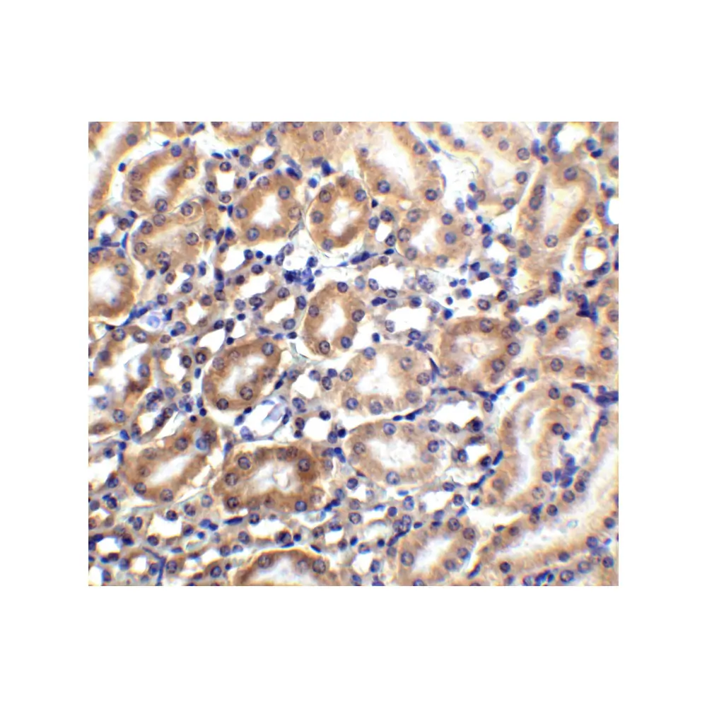 ProSci 4651 Slc22A17 Antibody, ProSci, 0.1 mg/Unit Quaternary Image