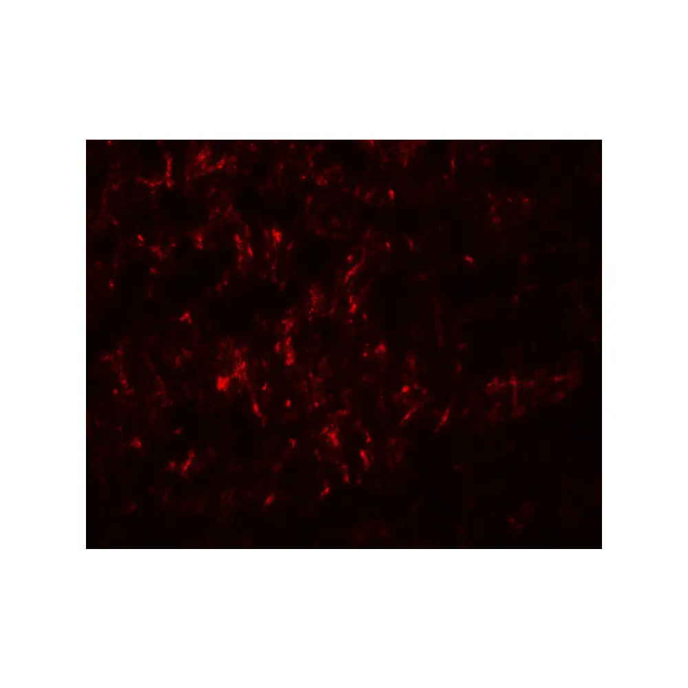 ProSci 8131_S SLC29A4 Antibody, ProSci, 0.02 mg/Unit Tertiary Image