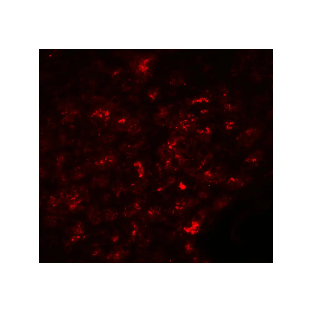 ProSci 8485 SLC30A8 Antibody, ProSci, 0.1 mg/Unit Tertiary Image