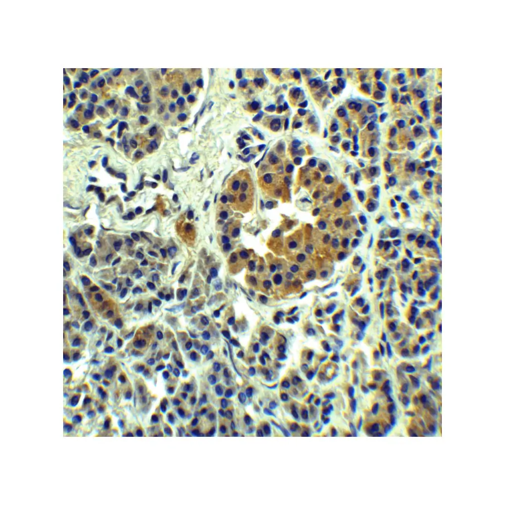 ProSci 8485 SLC30A8 Antibody, ProSci, 0.1 mg/Unit Secondary Image
