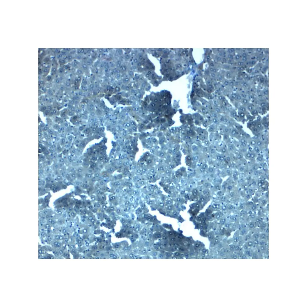 ProSci 8343 SLC38A4 Antibody, ProSci, 0.1 mg/Unit Secondary Image