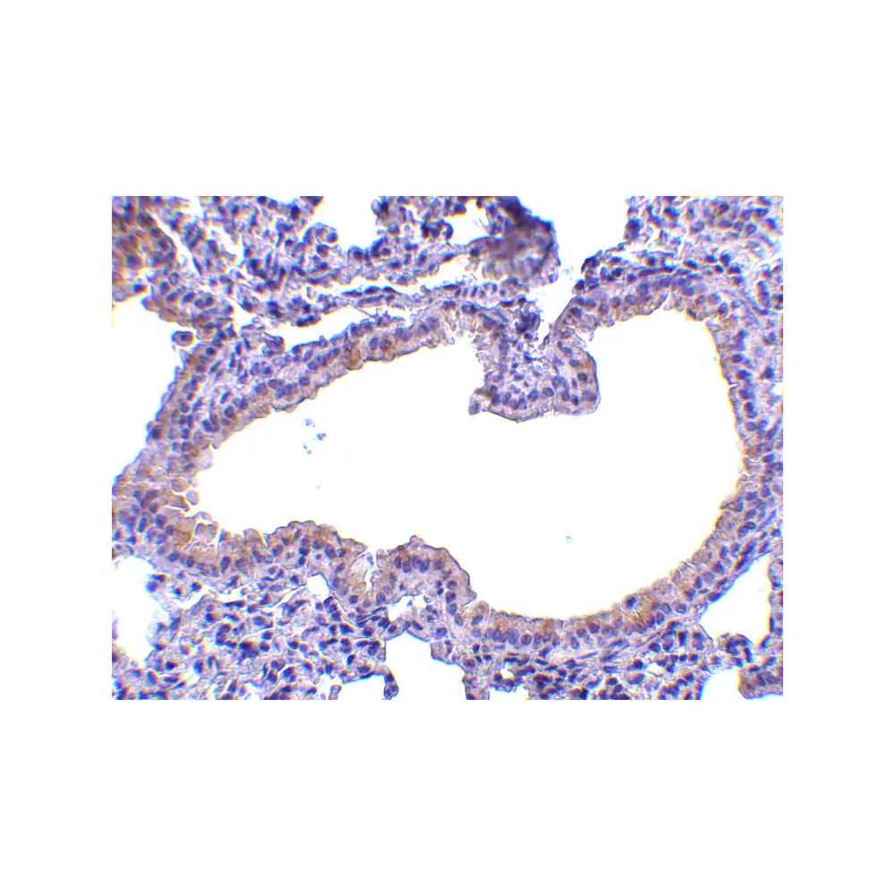 ProSci 4249 SLPI Antibody, ProSci, 0.1 mg/Unit Secondary Image