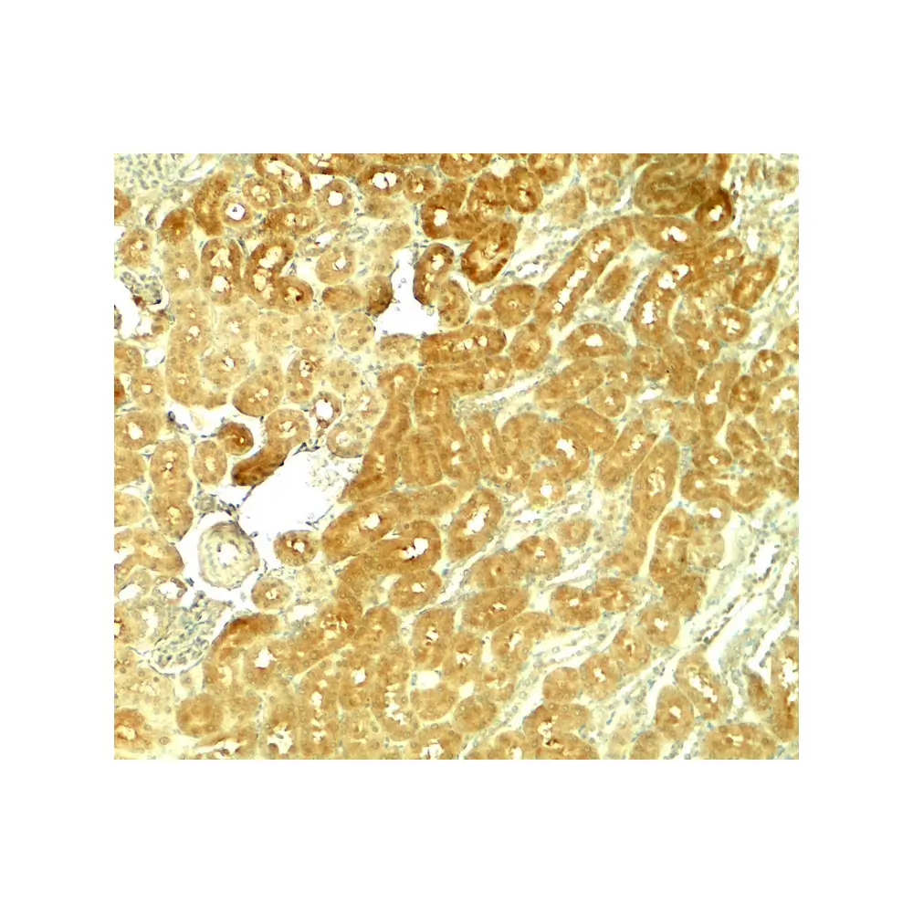ProSci 7945_S SMURF1 Antibody, ProSci, 0.02 mg/Unit Secondary Image
