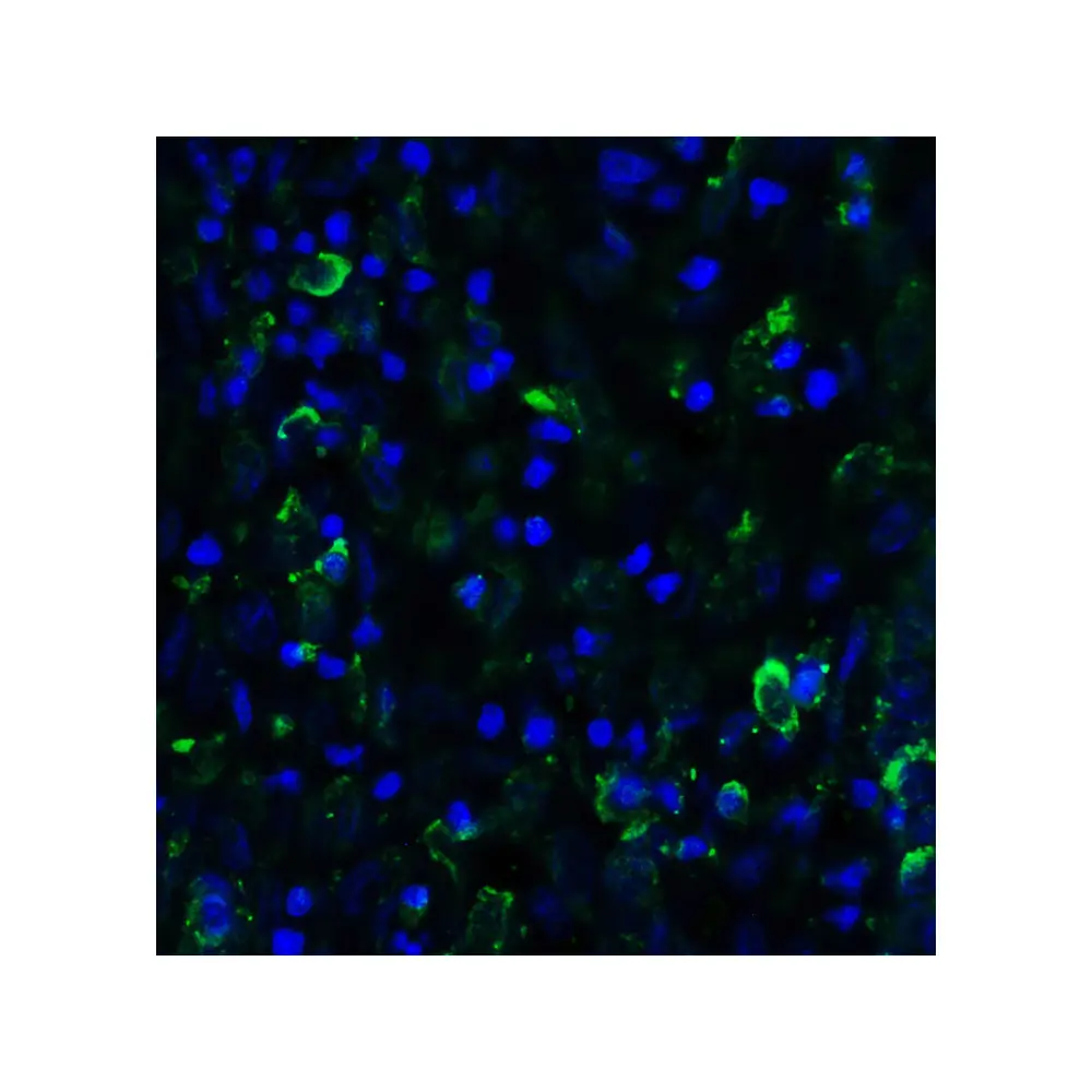 ProSci 7773_S SMURF2 Antibody, ProSci, 0.02 mg/Unit Quaternary Image
