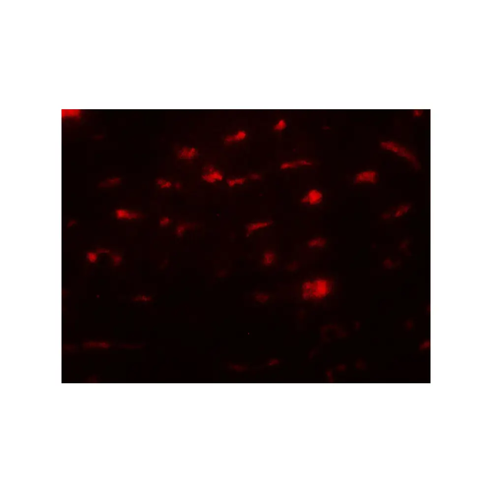 ProSci 7773_S SMURF2 Antibody, ProSci, 0.02 mg/Unit Tertiary Image