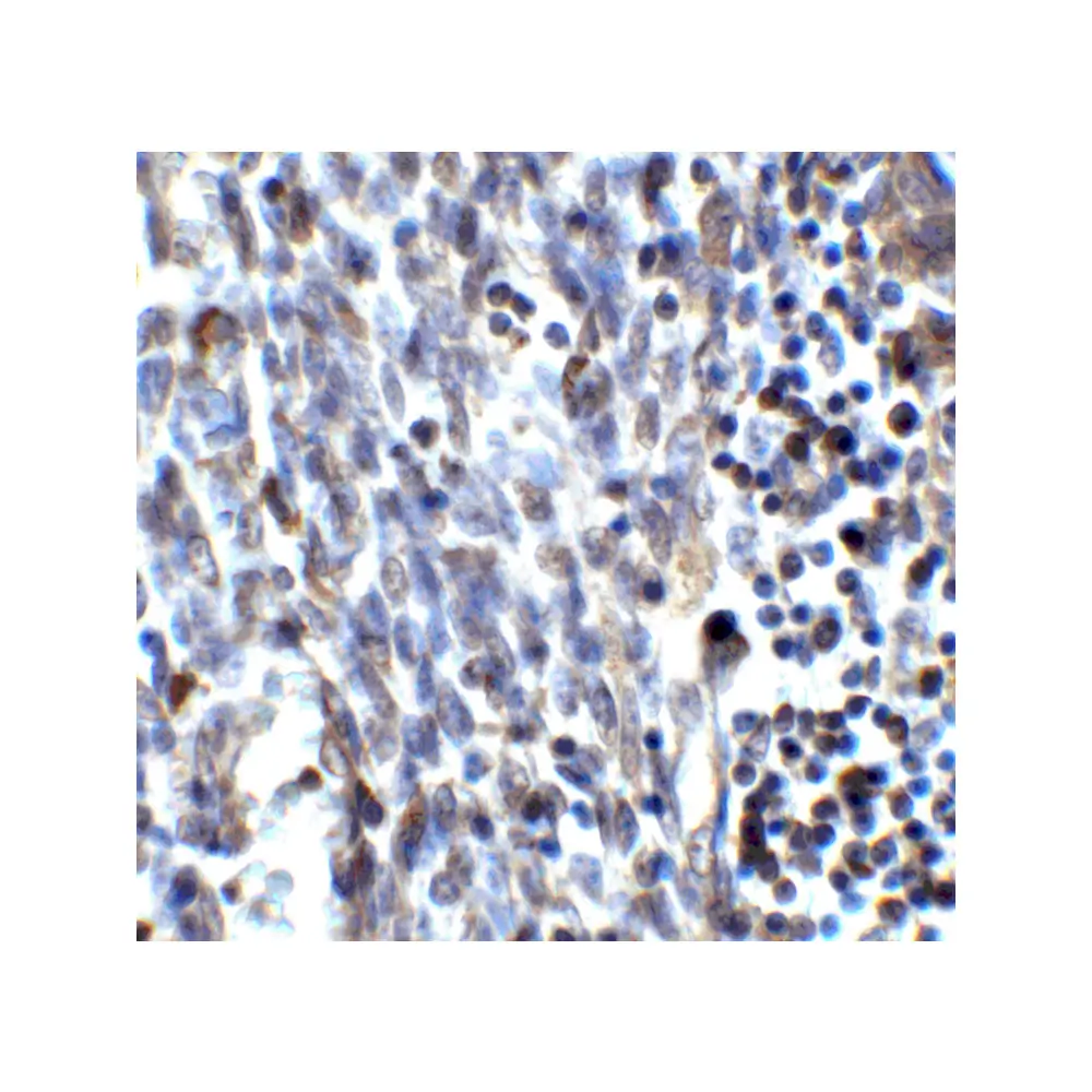 ProSci 7773_S SMURF2 Antibody, ProSci, 0.02 mg/Unit Senary Image