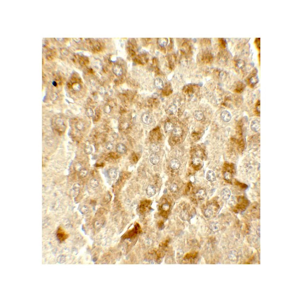 ProSci 7773_S SMURF2 Antibody, ProSci, 0.02 mg/Unit Secondary Image
