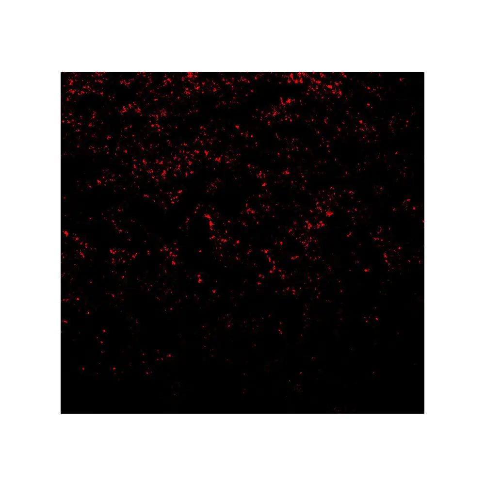 ProSci 7911_S SNCA Antibody, ProSci, 0.02 mg/Unit Tertiary Image