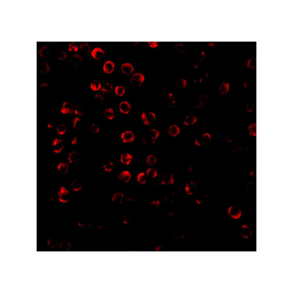 ProSci 2143 SODD Antibody, ProSci, 0.1 mg/Unit Tertiary Image