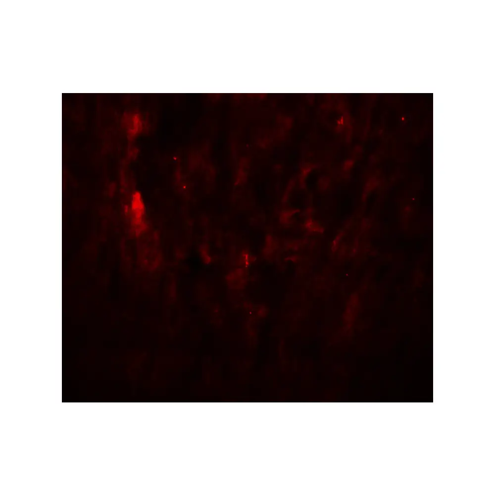 ProSci 8481 SOX10 Antibody, ProSci, 0.1 mg/Unit Tertiary Image