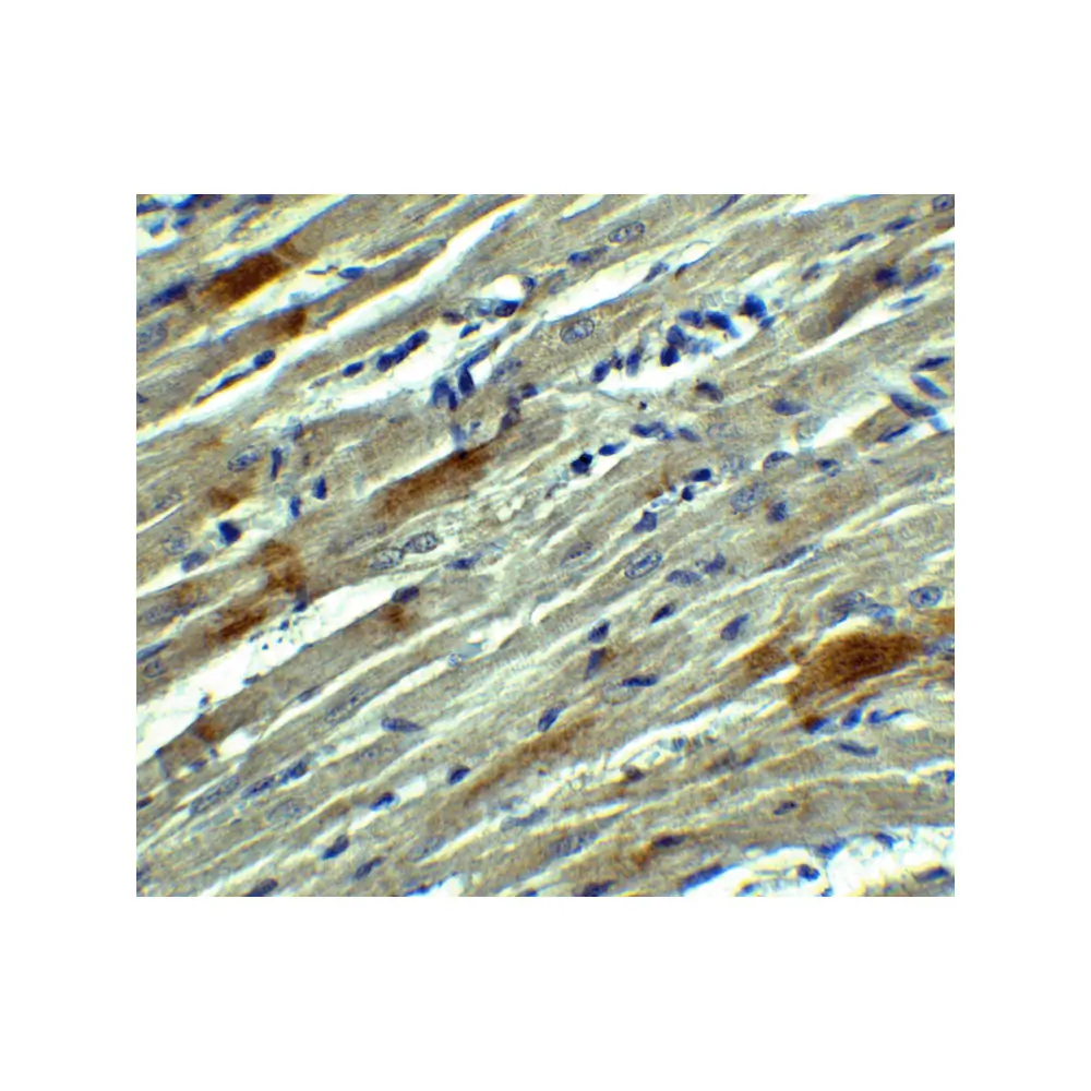 ProSci 8481_S SOX10 Antibody, ProSci, 0.02 mg/Unit Secondary Image