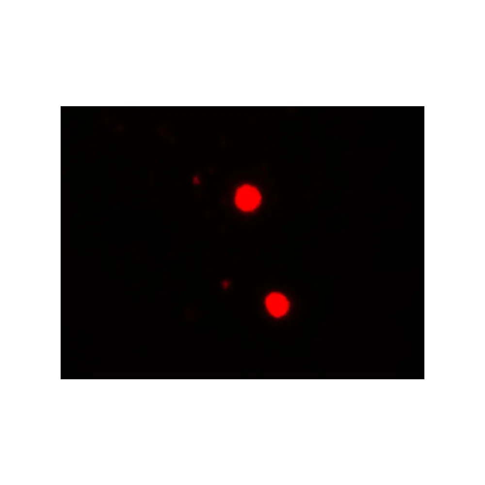 ProSci 7917_S SOX17 Antibody, ProSci, 0.02 mg/Unit Secondary Image