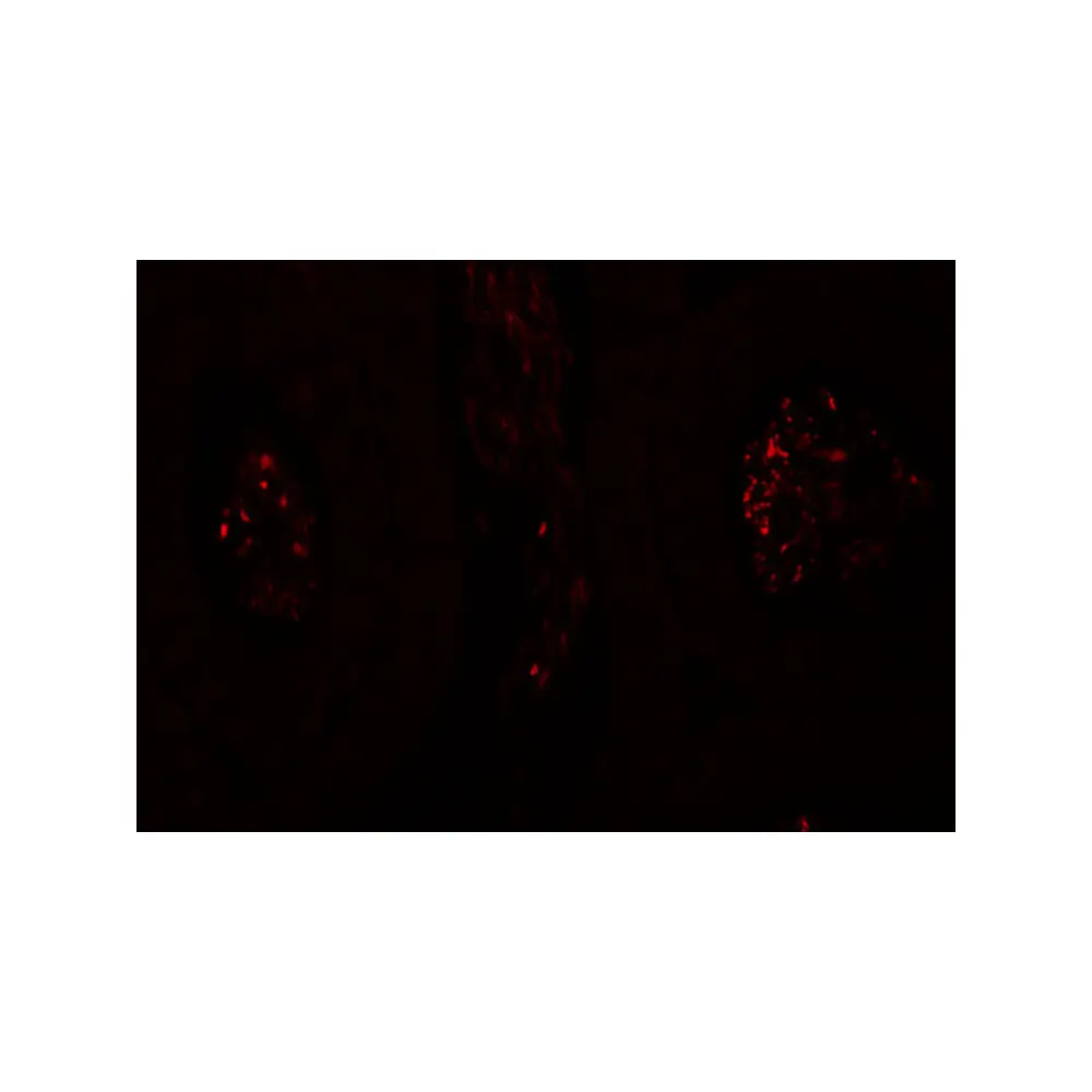 ProSci 6549 SPATA1 Antibody, ProSci, 0.1 mg/Unit Tertiary Image