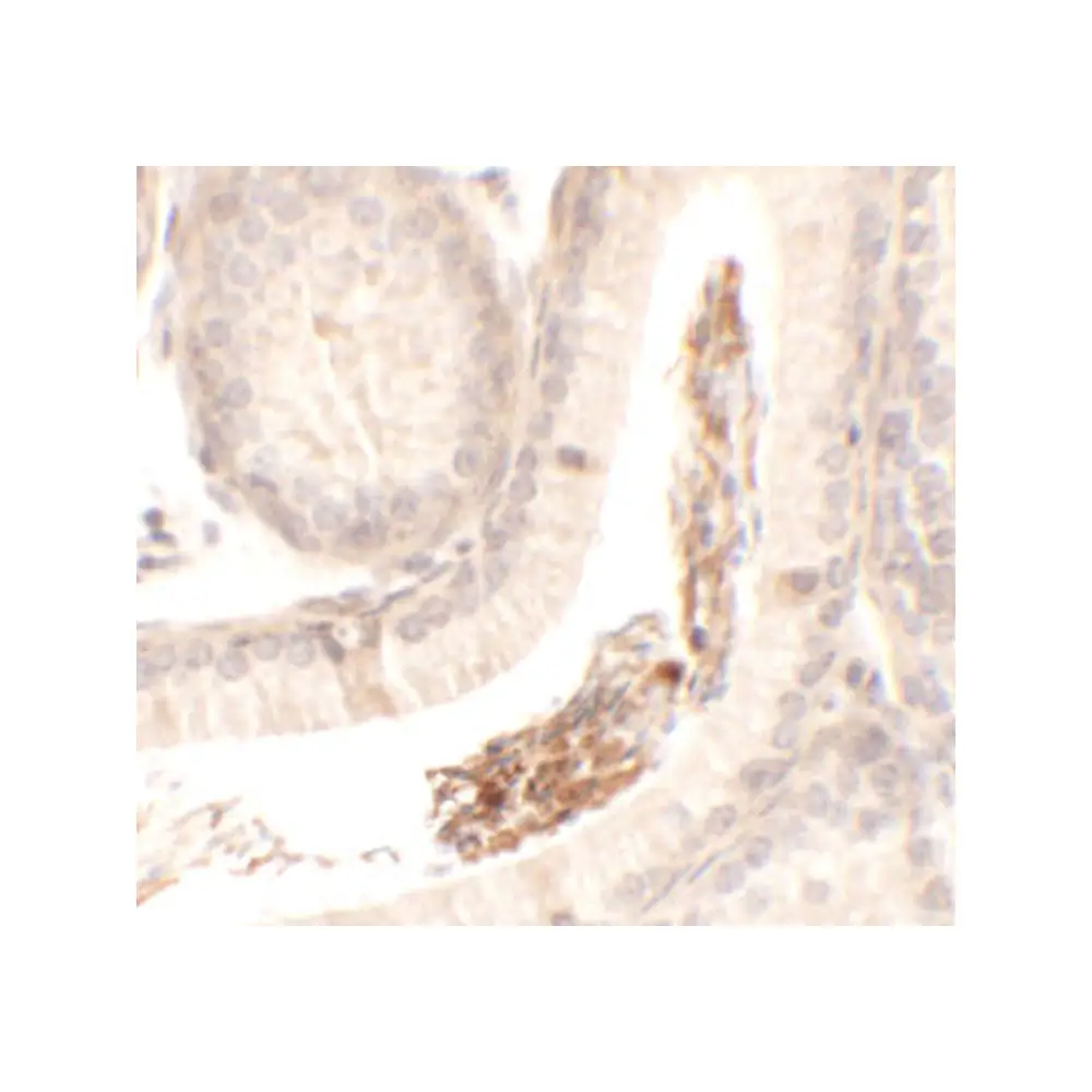 ProSci 6549 SPATA1 Antibody, ProSci, 0.1 mg/Unit Secondary Image
