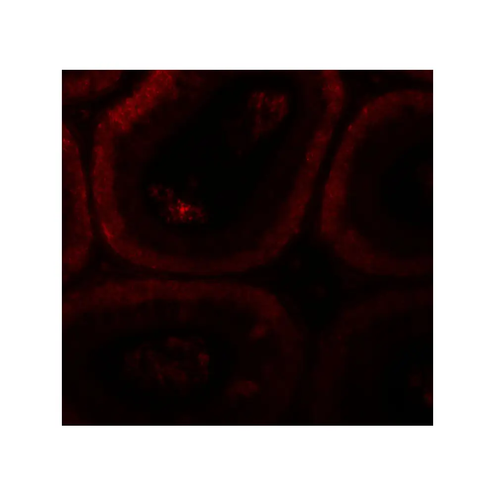 ProSci 6551 SPATA3 Antibody, ProSci, 0.1 mg/Unit Tertiary Image