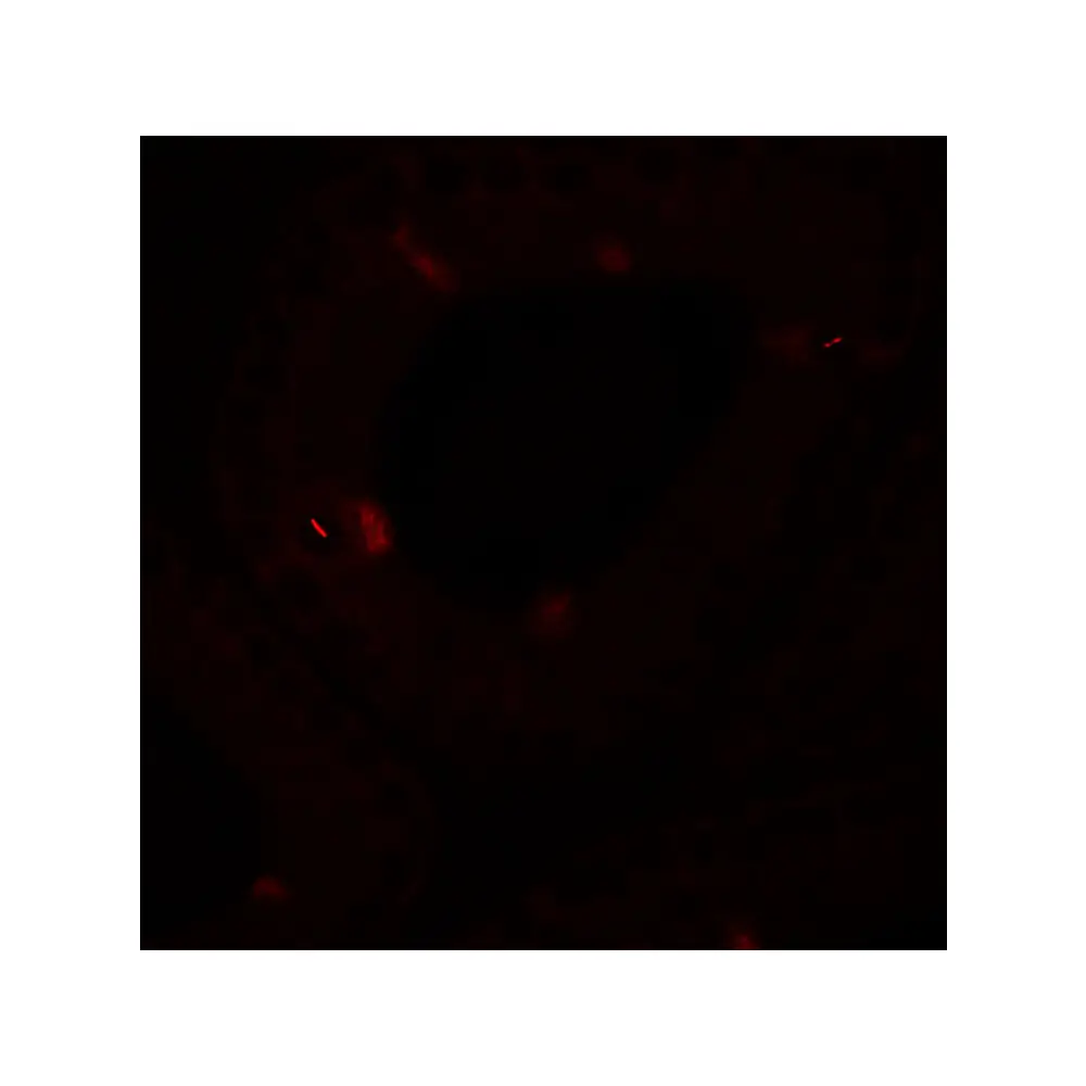 ProSci 6553_S SPATA4 Antibody, ProSci, 0.02 mg/Unit Tertiary Image