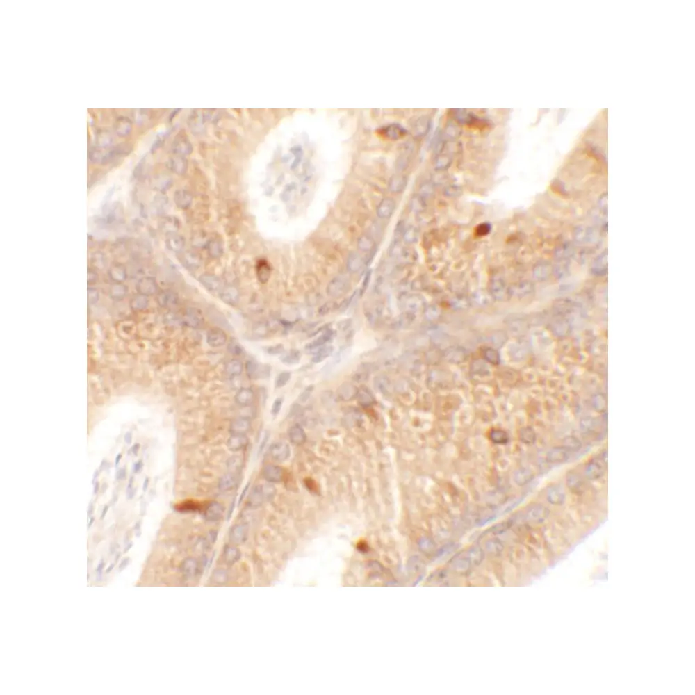 ProSci 6553 SPATA4 Antibody, ProSci, 0.1 mg/Unit Secondary Image