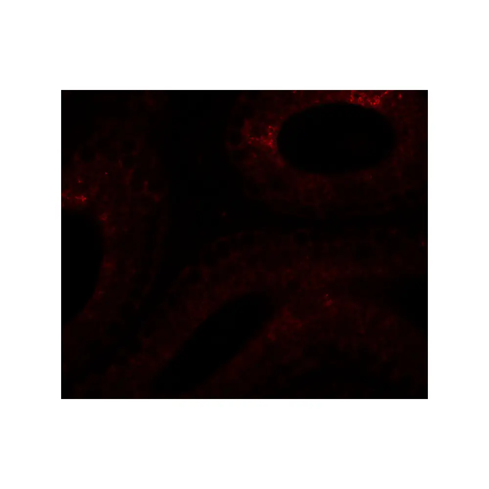 ProSci 6555_S SPATA6 Antibody, ProSci, 0.02 mg/Unit Tertiary Image