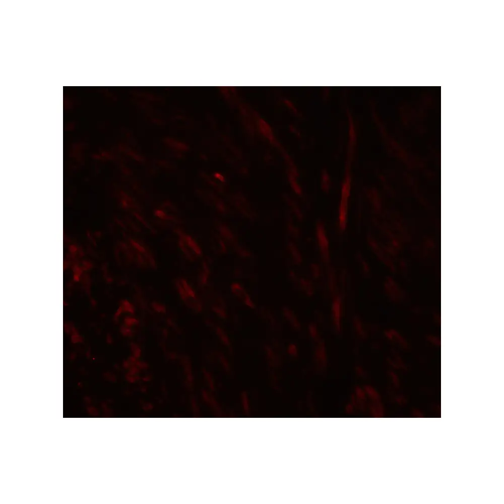 ProSci 8157 SPIB Antibody, ProSci, 0.1 mg/Unit Quaternary Image