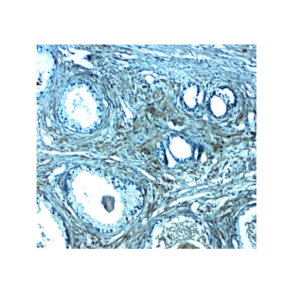 ProSci 8157 SPIB Antibody, ProSci, 0.1 mg/Unit Secondary Image