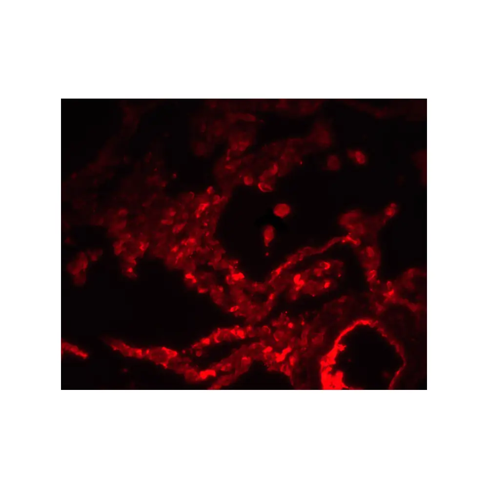 ProSci 7651 SPINSTER Antibody, ProSci, 0.1 mg/Unit Tertiary Image