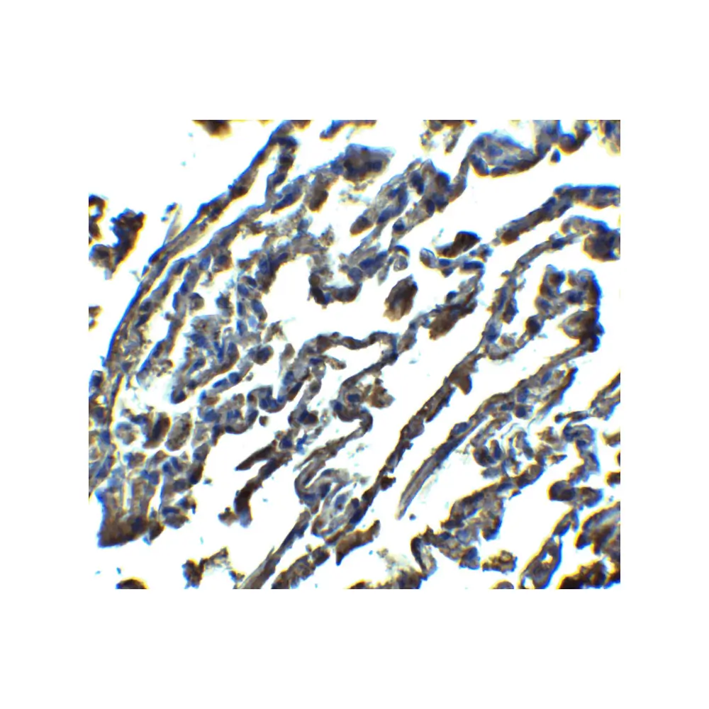 ProSci 7651 SPINSTER Antibody, ProSci, 0.1 mg/Unit Secondary Image