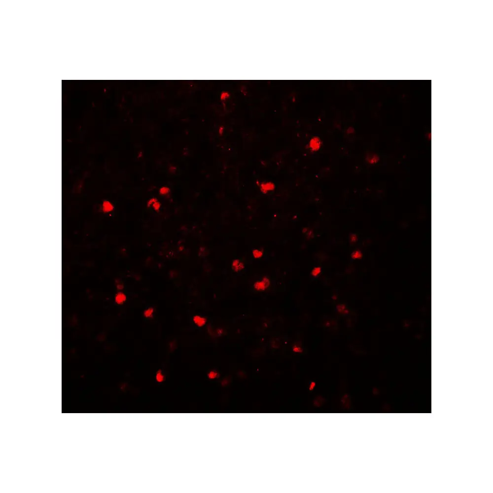 ProSci 7855_S SREBF2 Antibody, ProSci, 0.02 mg/Unit Tertiary Image