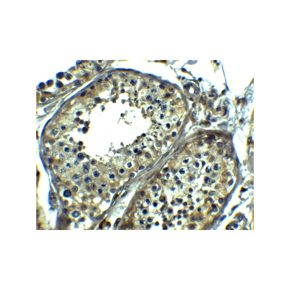 ProSci 8435_S SRPK1 Antibody, ProSci, 0.02 mg/Unit Secondary Image