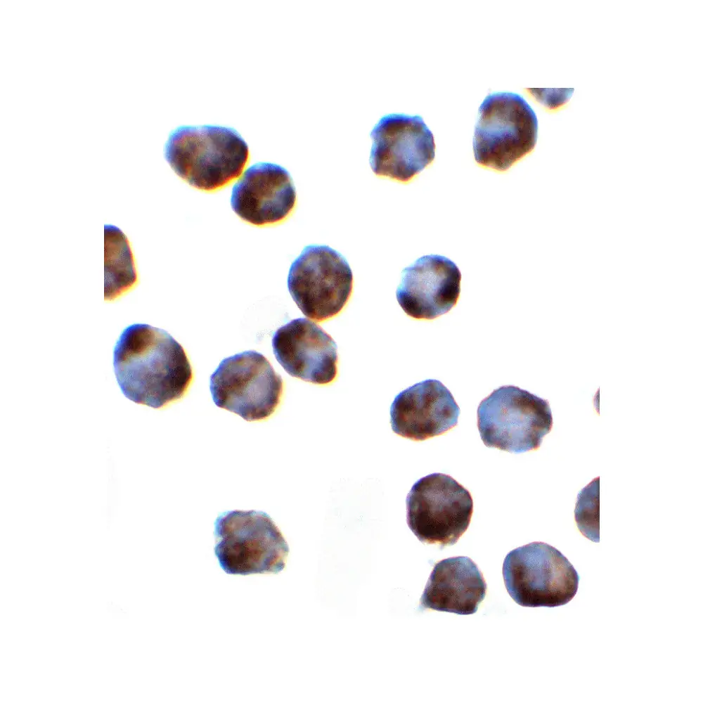 ProSci 8179 SRSF3 Antibody, ProSci, 0.1 mg/Unit Secondary Image