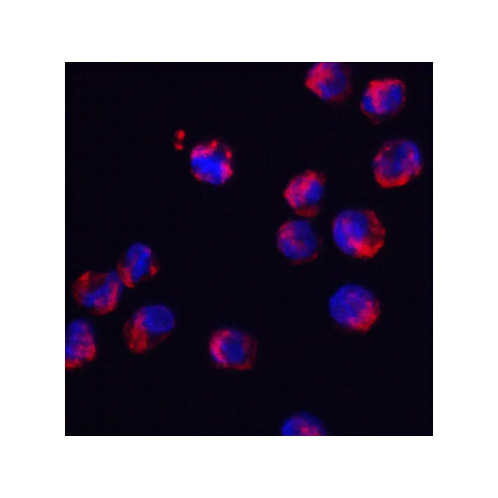 ProSci 8179 SRSF3 Antibody, ProSci, 0.1 mg/Unit Tertiary Image
