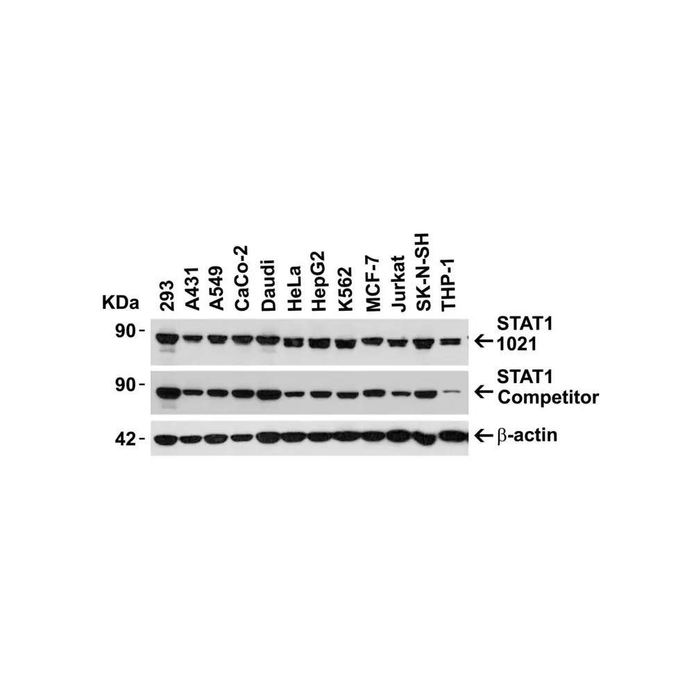 ProSci 1021 STAT1 alpha Antibody, ProSci, 0.1 mg/Unit Secondary Image