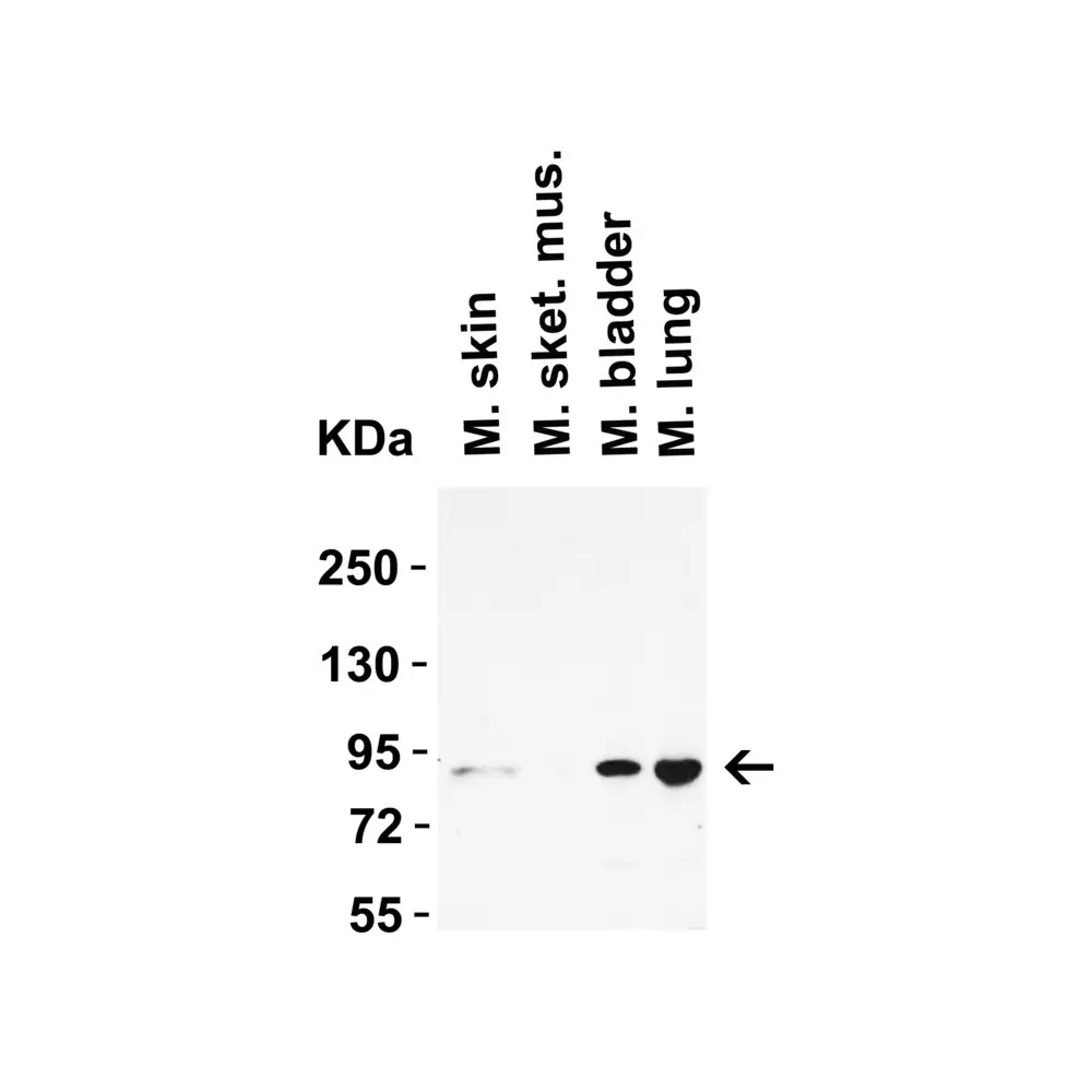 ProSci 1021 STAT1 alpha Antibody, ProSci, 0.1 mg/Unit Tertiary Image