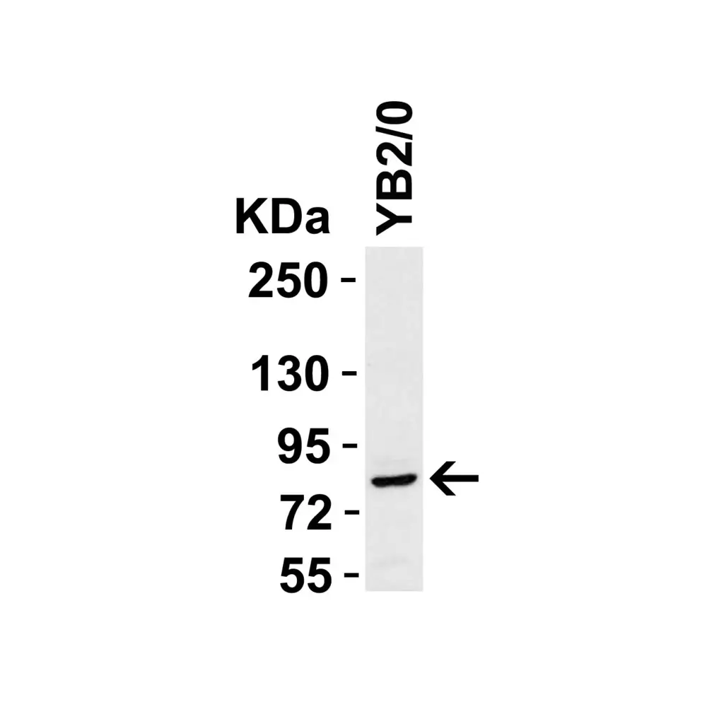 ProSci 1021_S STAT1 alpha Antibody, ProSci, 0.02 mg/Unit Quaternary Image