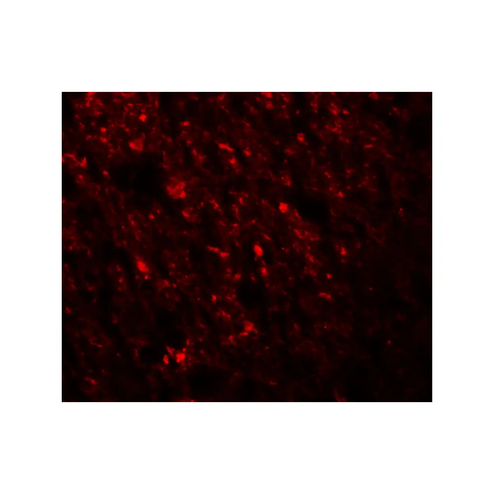 ProSci 5997 STAU1 Antibody, ProSci, 0.1 mg/Unit Tertiary Image