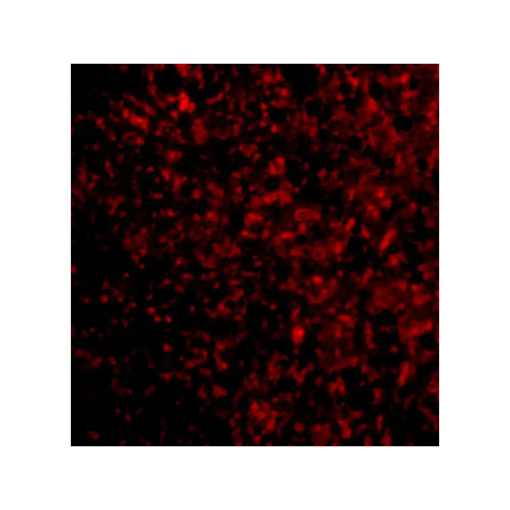 ProSci 4311_S STEAP3 Antibody, ProSci, 0.02 mg/Unit Tertiary Image
