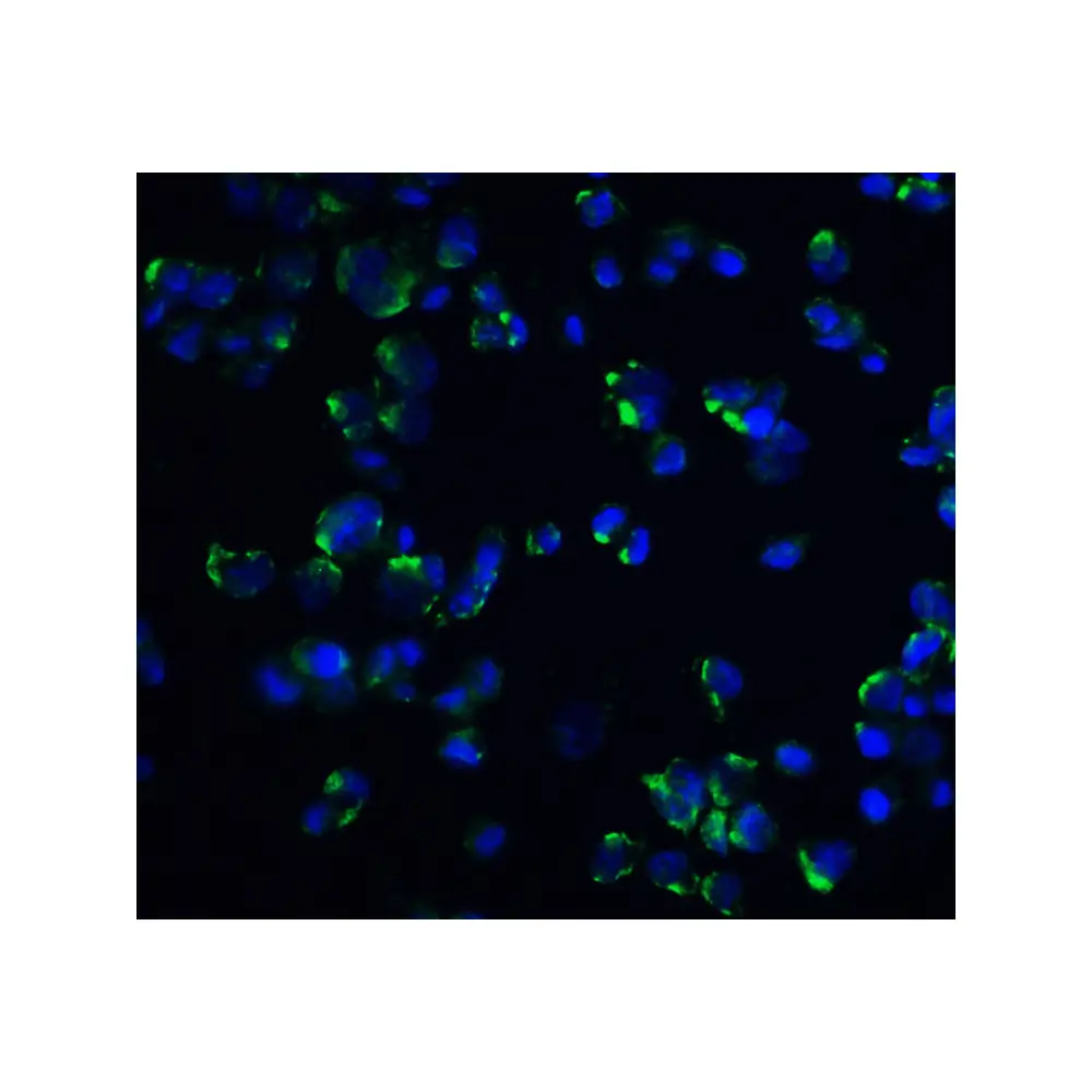 ProSci 4119 STIM1 Antibody, ProSci, 0.1 mg/Unit Quaternary Image