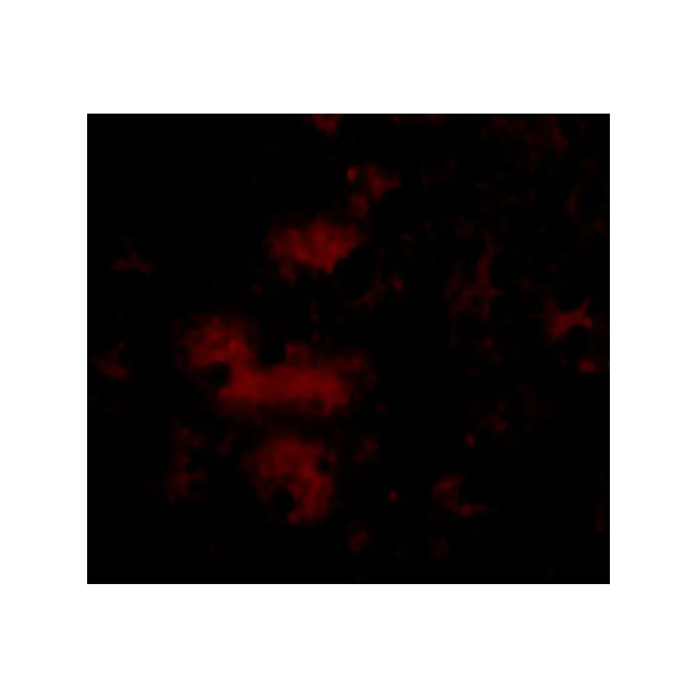 ProSci 4125_S STIM2 Antibody, ProSci, 0.02 mg/Unit Tertiary Image