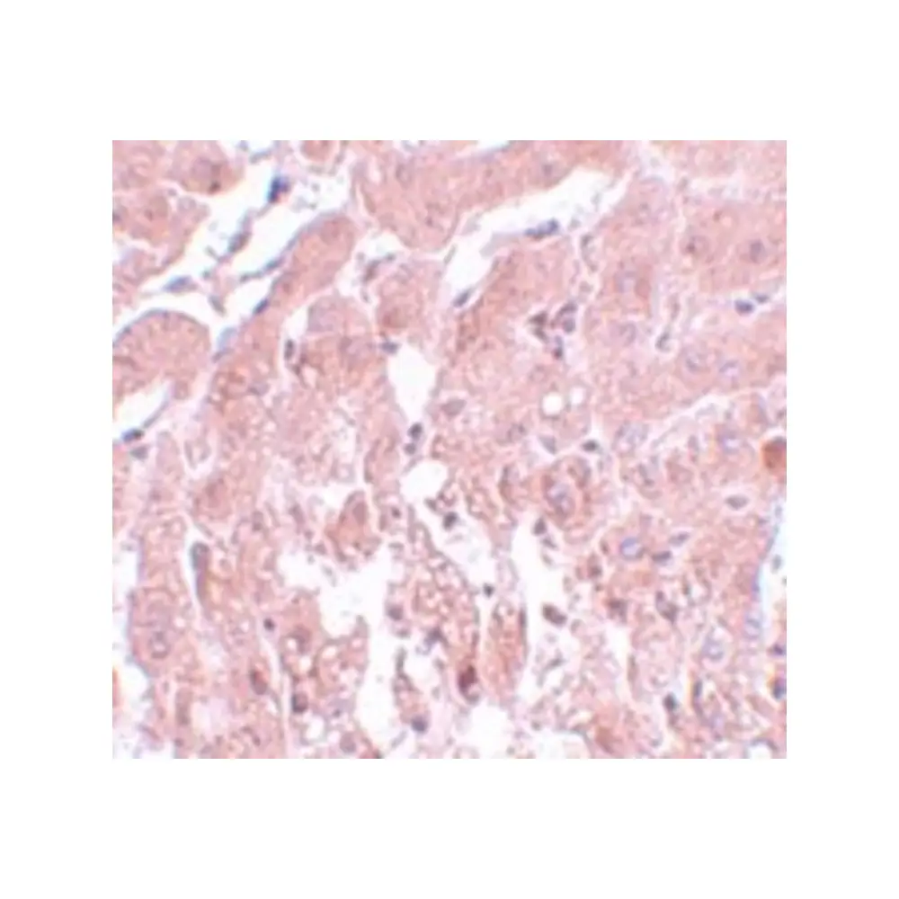 ProSci 5755_S SUMO2/3 Antibody, ProSci, 0.02 mg/Unit Secondary Image
