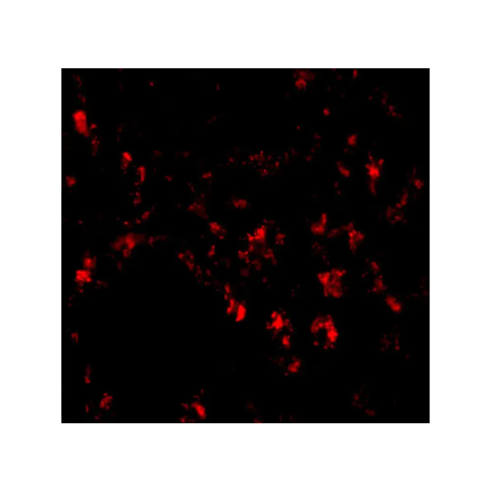 ProSci 5151 Siglec11 Antibody, ProSci, 0.1 mg/Unit Tertiary Image