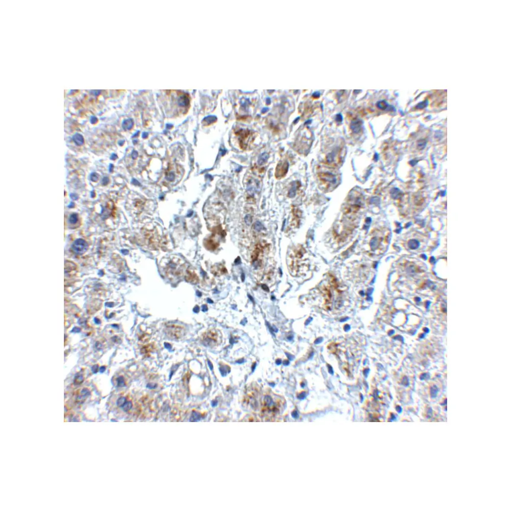 ProSci 5151 Siglec11 Antibody, ProSci, 0.1 mg/Unit Secondary Image
