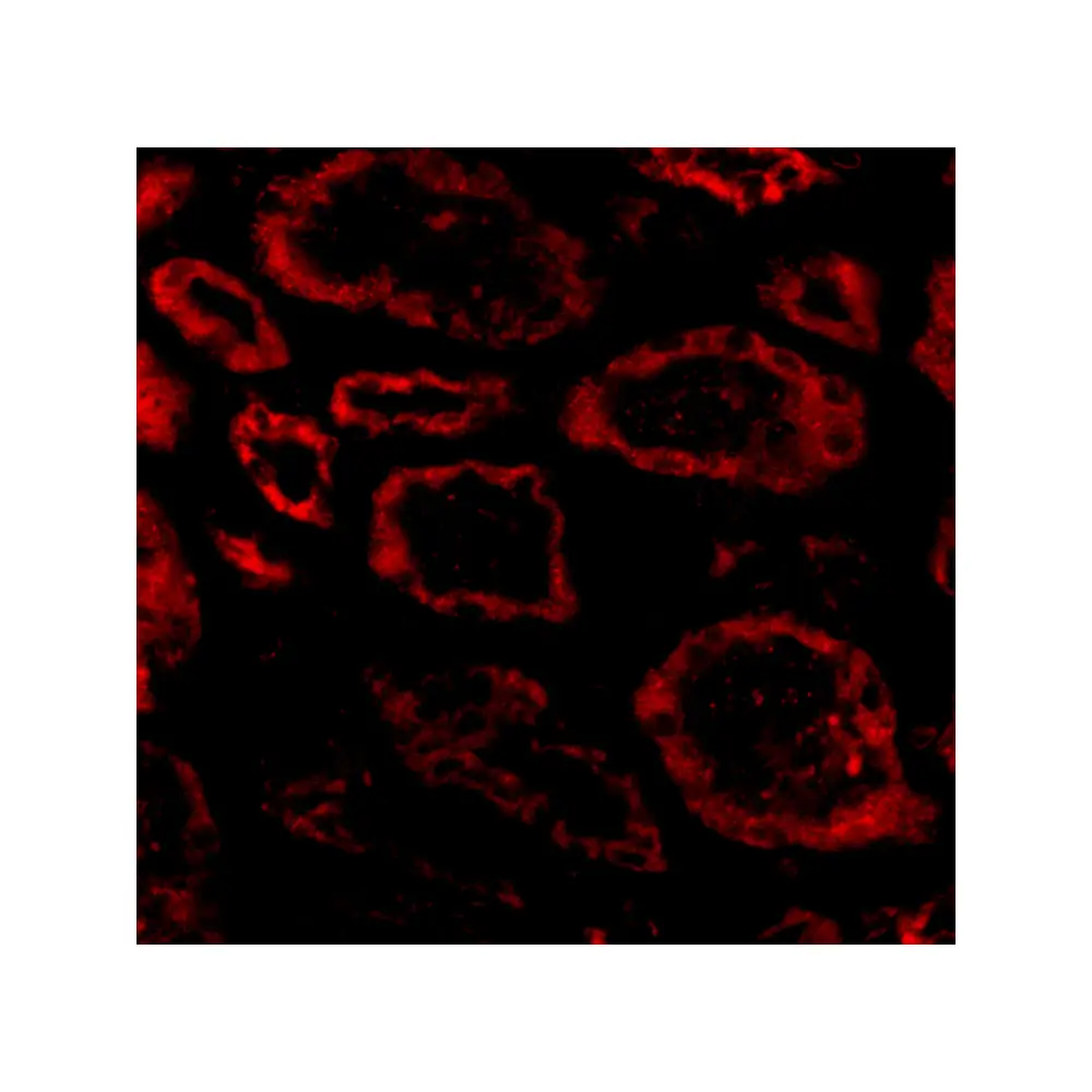 ProSci 2259 Ski Antibody, ProSci, 0.1 mg/Unit Secondary Image