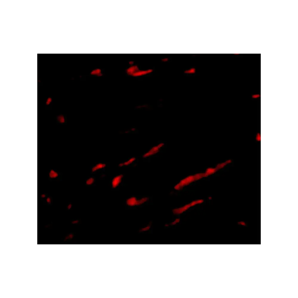 ProSci 4651 Slc22A17 Antibody, ProSci, 0.1 mg/Unit Secondary Image