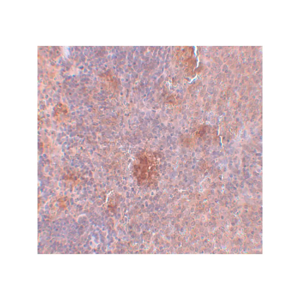 ProSci 5647 Slc37A2 Antibody, ProSci, 0.1 mg/Unit Secondary Image